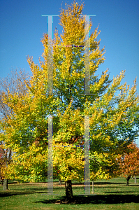 Picture of Ulmus x 'Urban'