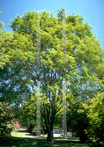 Picture of Ulmus parvifolia 