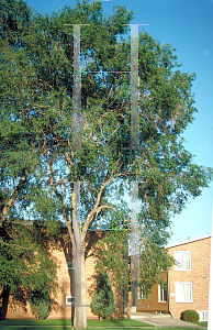 Picture of Ulmus pumila 