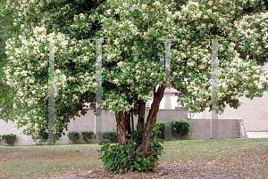 Picture of Viburnum odoratissimum 