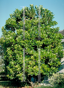 Picture of Viburnum odoratissimum var. awabuki 