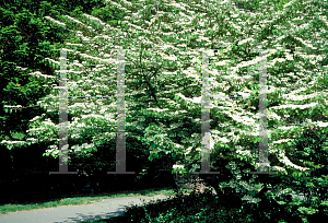 Picture of Viburnum plicatum f. tomentosum 