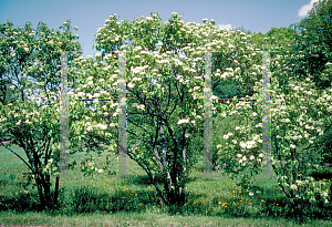 Picture of Viburnum rufidulum 