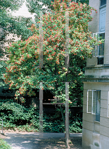 Picture of Viburnum sieboldii 