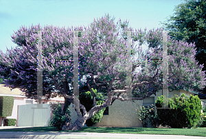 Picture of Vitex agnus-castus 