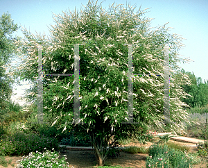 Picture of Vitex agnus-castus 'Alba'