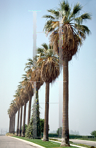 Picture of Washingtonia filifera 