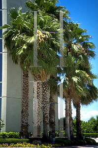 Picture of Washingtonia robusta 