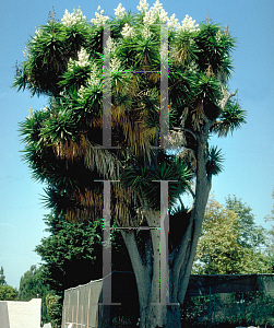 Picture of Yucca elephantipes 