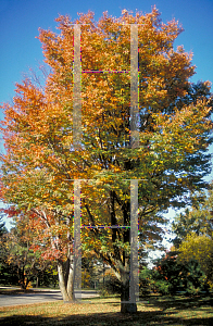 Picture of Zelkova serrata 