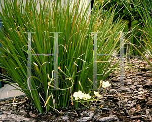 Picture of Dietes bicolor 