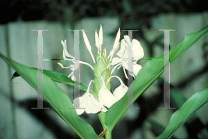 Picture of Hedychium coronarium 