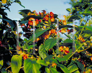 Picture of Holmskioldia sanguinea 