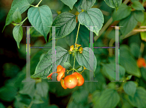 Picture of Holmskioldia sanguinea 