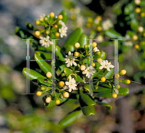 Picture of Jacquinia keyensis 