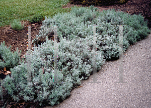 Picture of Lavandula angustifolia 