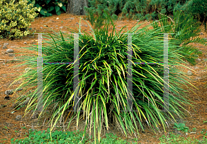 Picture of Liriope muscari 'Ever Green Giant'