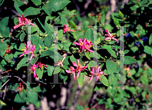 Picture of Lonicera tatarica 