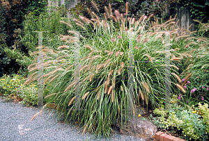 Picture of Pennisetum alopecuroides 