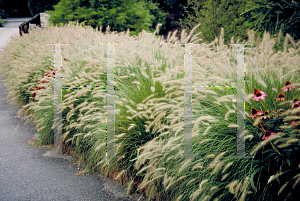 Picture of Pennisetum alopecuroides 'Hamelin'