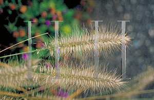 Picture of Pennisetum alopecuroides 'Hamelin'