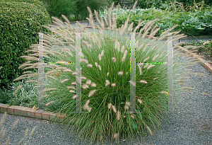 Picture of Pennisetum alopecuroides 'Weserbergland'