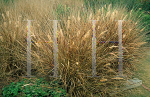 Picture of Pennisetum setaceum 