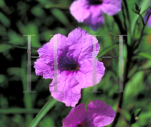 Picture of Ruellia tweediana 