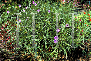 Picture of Ruellia tweediana 