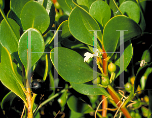 Picture of Scaevola plumieri 