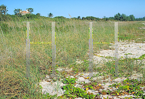 Picture of Uniola paniculata 