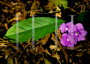 Picture of Brunfelsia grandiflora 