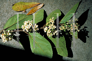 Picture of Viburnum suspensum 