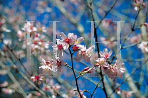 Picture of Prunus x 'Okame'