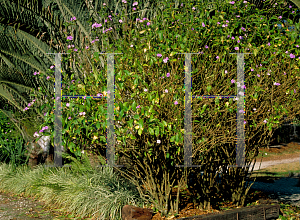 Picture of Brunfelsia grandiflora 