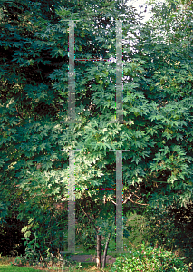 Picture of Acer macrophyllum 