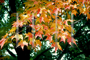 Picture of Acer saccharum 'Green Mountain'