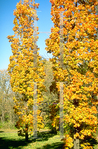 Picture of Acer saccharum 'Temple's Upright'