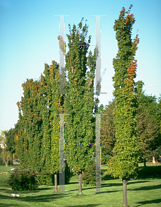 Picture of Acer saccharum 'Temple's Upright'