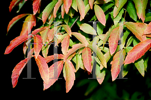 Picture of Acer triflorum 