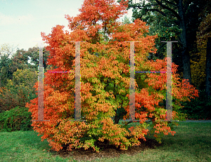 Picture of Acer triflorum 