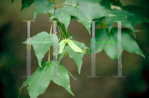 Picture of Acer truncatum 