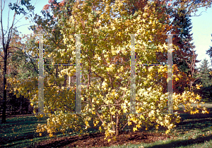 Picture of Acer truncatum 