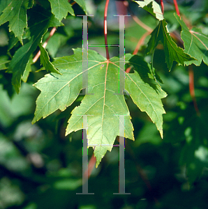 Picture of Acer x freemanii '~Species'