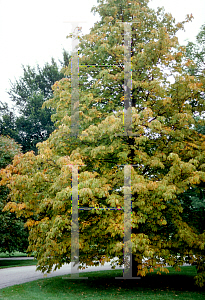 Picture of Aesculus flava 