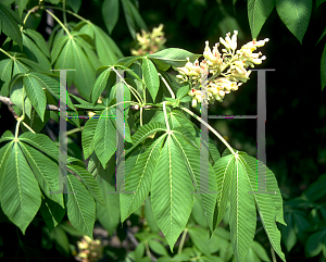 Picture of Aesculus flava '~Species'