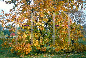 Picture of Aesculus flava 
