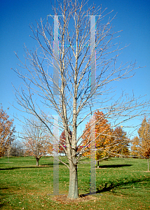 Picture of Aesculus flava 