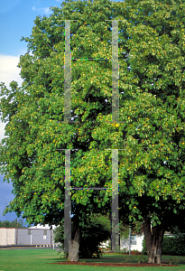 Picture of Aesculus hippocastanum 