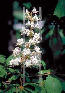 Picture of Aesculus hippocastanum 